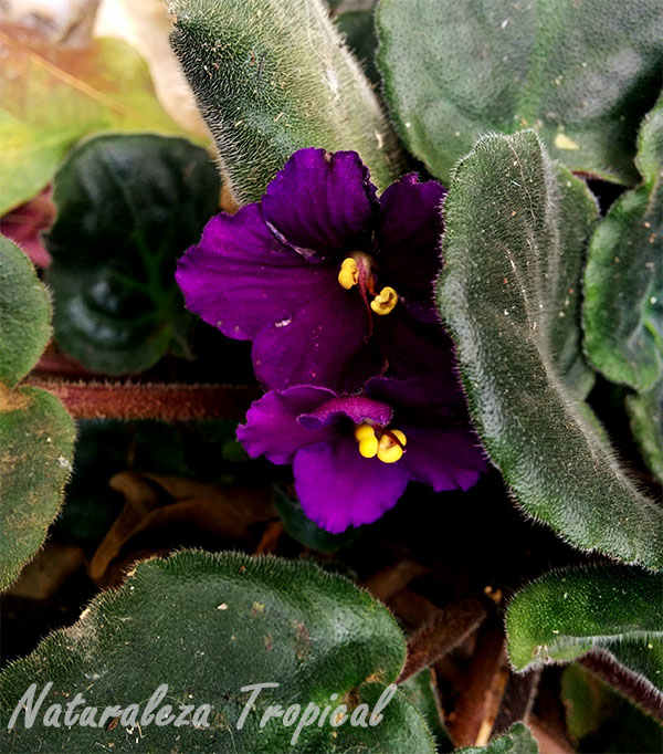 Variedad púrpura de las flores de la violeta africana, género Saintpaulia