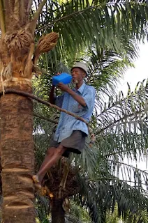 Palm Wine Tapper