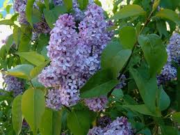 LILAS