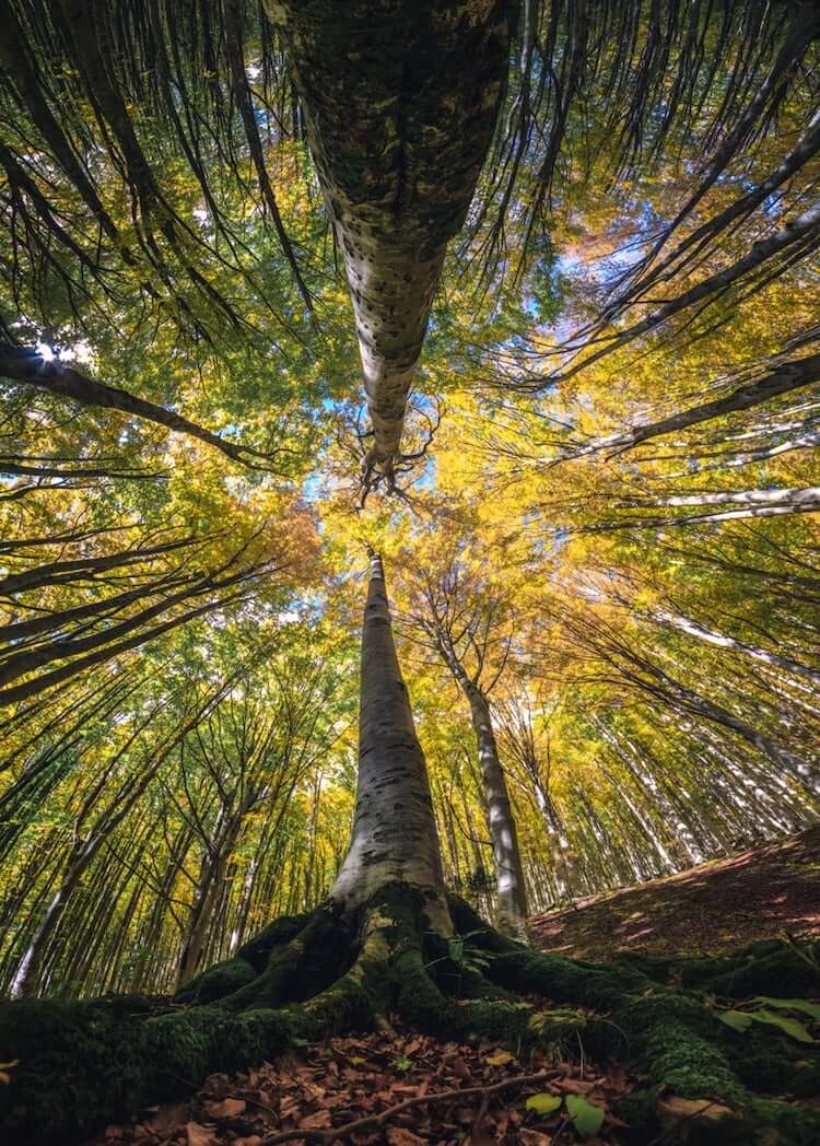 Photographer Captures the Stunning Beauty Of Looking Up At Trees In The Middle Of A Forest