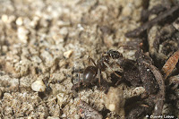 http://fourmis-portugal.blogspot.fr/2016/09/lasius-lasioides.html