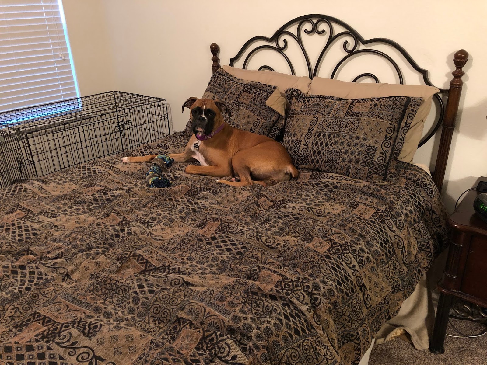 Matilda's Boxer Banter Boring bed