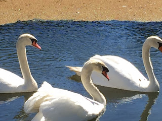 swans feeding pointers important tips mind keep ask
