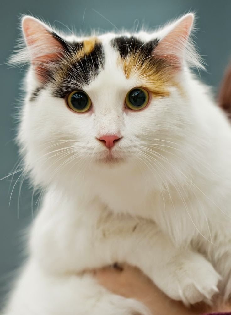 lovely pets : Top 5 cutest fluffy cats that make you crazy