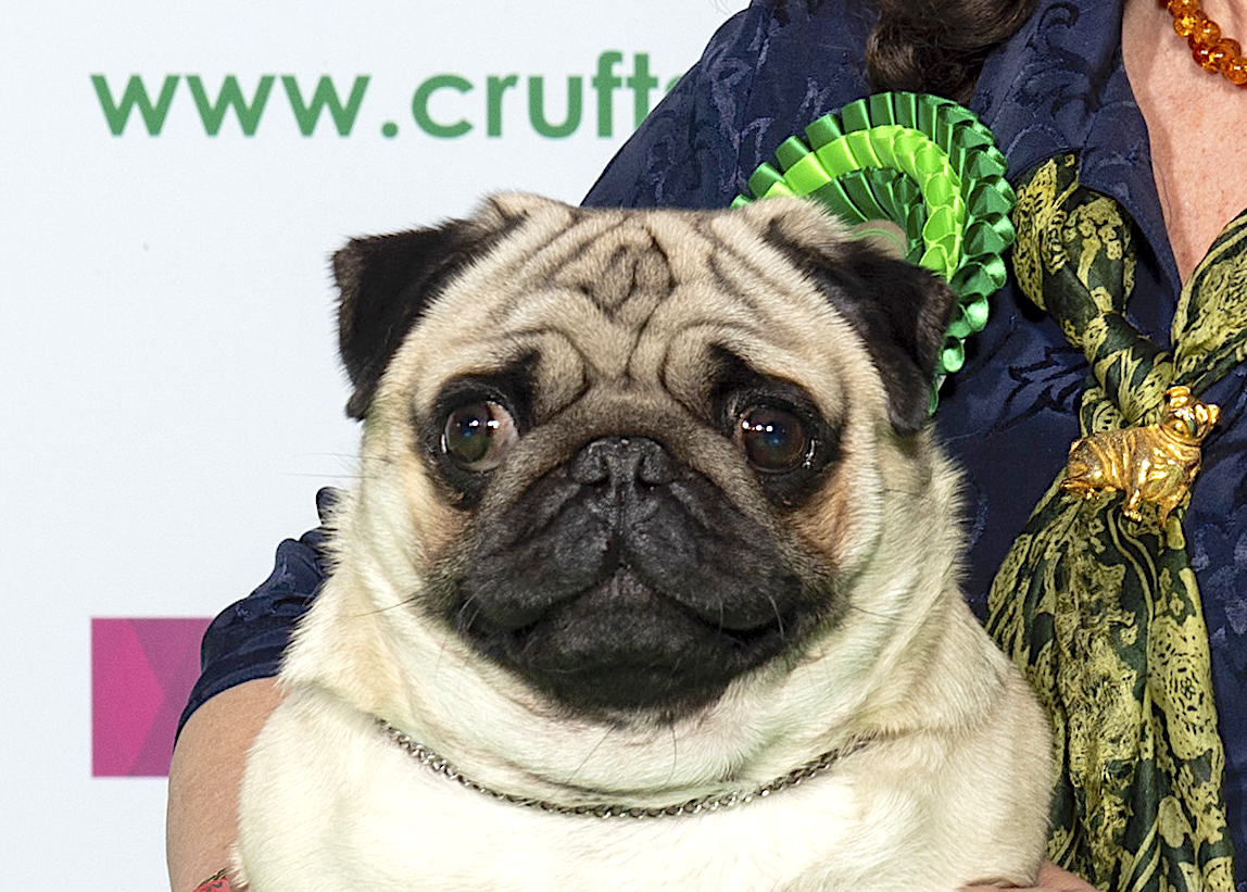 Image result for pug winner crufts 2019