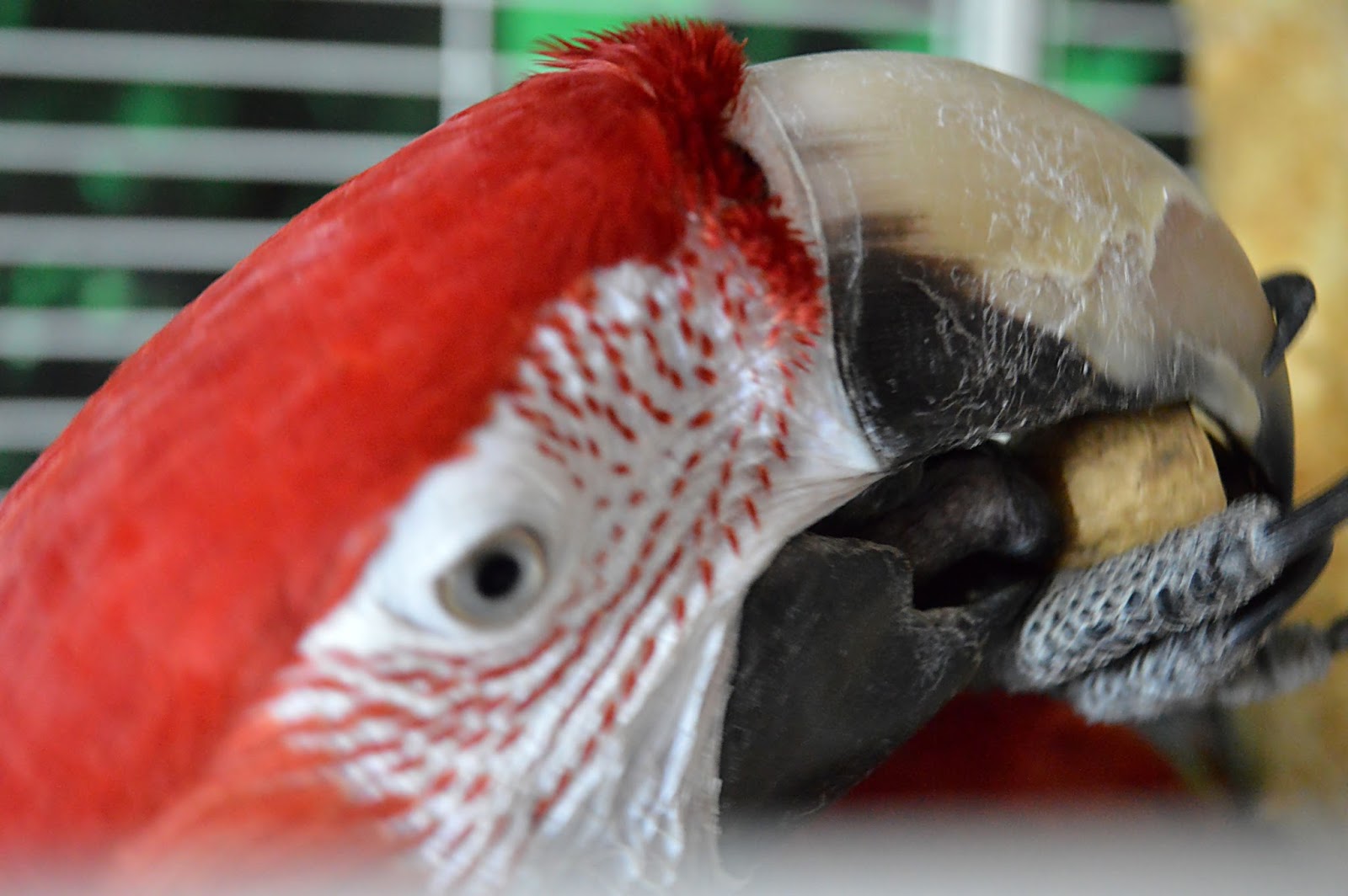 МираДом: Картинки с выставки или... 38 попугаев. Продолжение