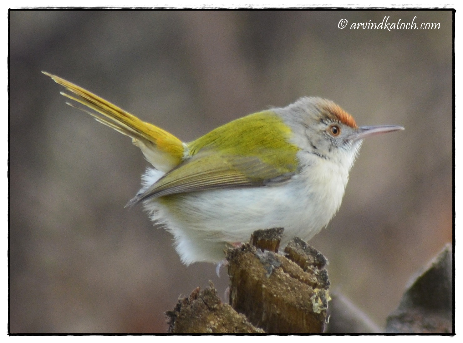 The Common Tailorbird (Orthotomus Sutorius) Pictures and Detail
