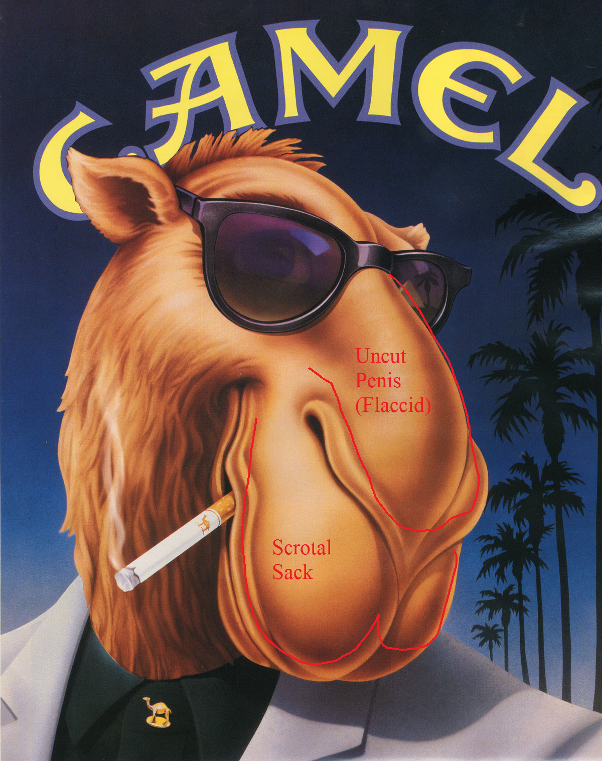 Camel S Penis 51