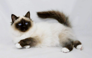 Kucing Himalaya atau Persia Himalaya ini merupakan salah satu kucing yang merupakan hasil  Kucing Persia Himalaya 