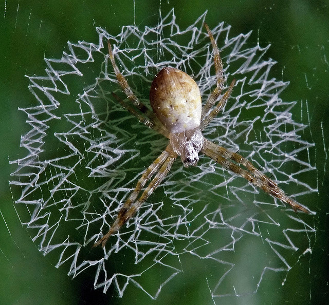 Why Spiders Put Designs in Their Webs