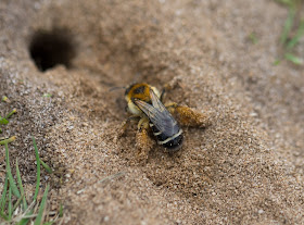 Pantaloon Bee - Minsmere RSPB