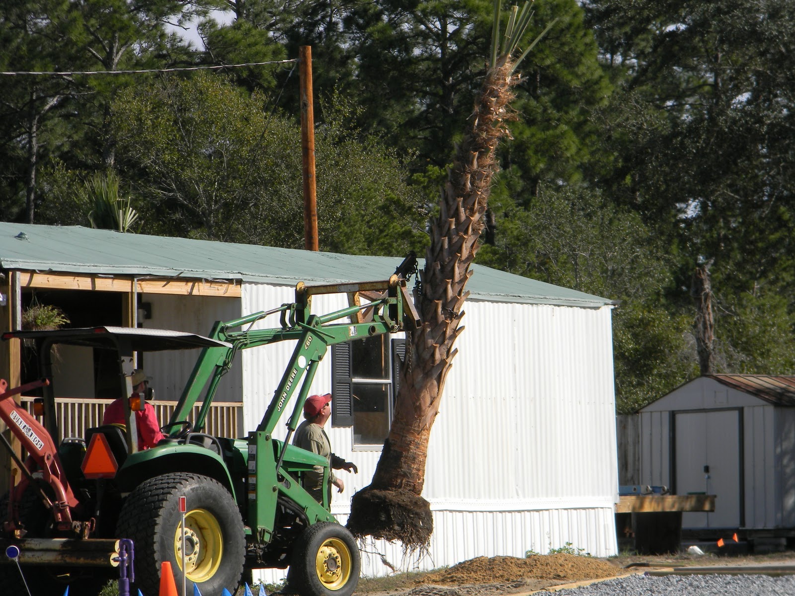 RVFulltimingLove Planting Palm Trees in Florida