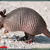 Fakta-Fakta Menarik Tentang Armadillo Raksasa
