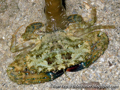 Prymna Swimming Crab (Thalamita prymna) Prymna Swimming Crab (Thalamita prymna)