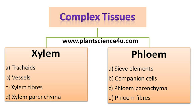 Complex tissues in plants