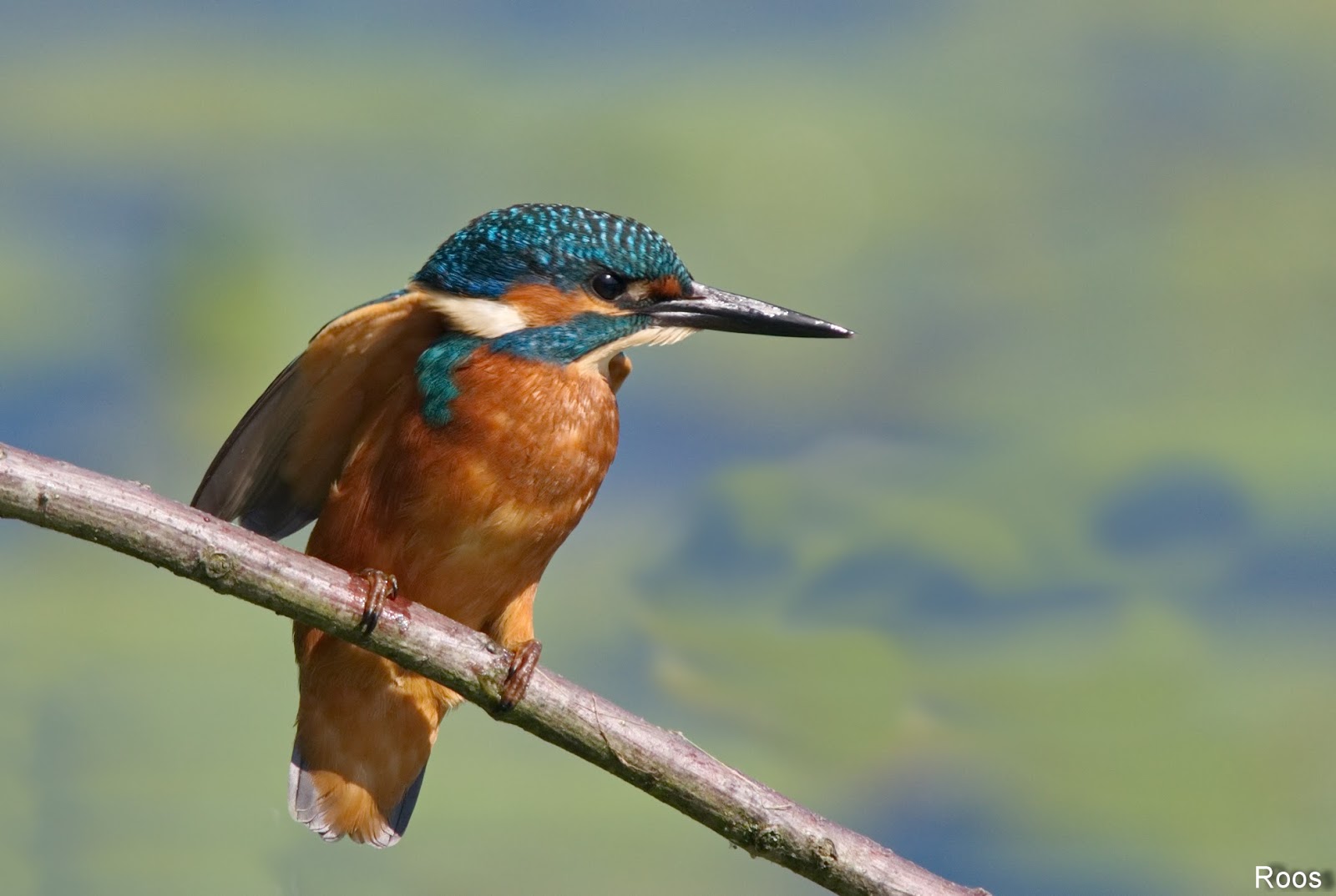 Natuur, cultuur en alles wat boeit IJsvogel, juveniel en een grote verrassing....