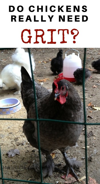 1KG Hen Flint Grit Duck Hen Poultry | Poultry Feed Supplement