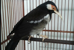 Memilih Jalak Suren Trotolan Yang Bagus Untuk Lomba Maskicau Net