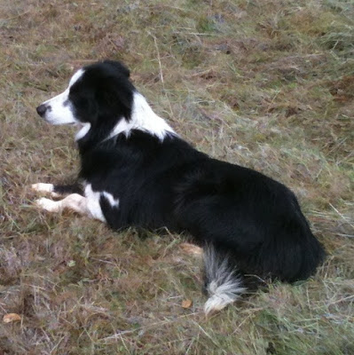 foothill lost dogs social agrarian