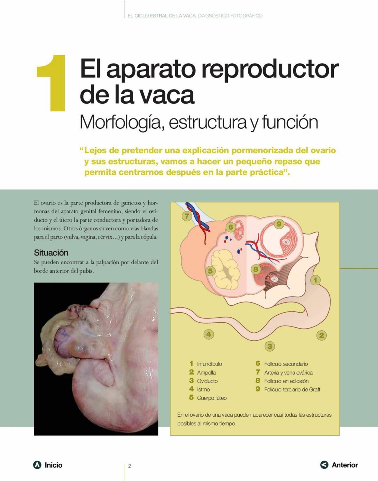El aparato reproductor de la vaca Morfología, estructura y función
