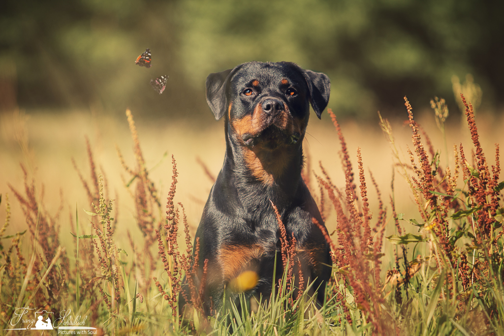 Shila vom Mohr Hof, Rottweiler im Obedience Der Hund von Baskerville