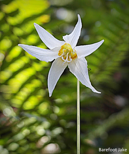 Trillium