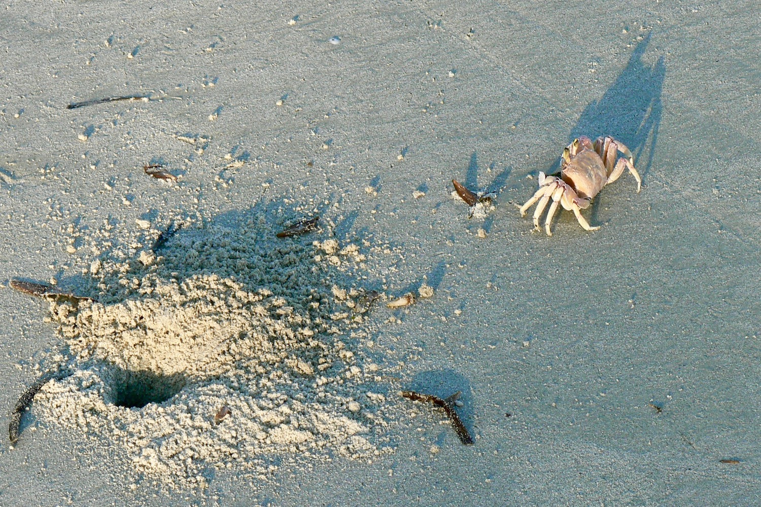 The Memory Wanderer Ghost Crabs