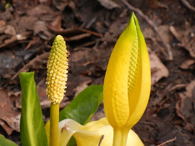 HAPPY YELLOW SKUNK CABBAGES IN BLOOM!