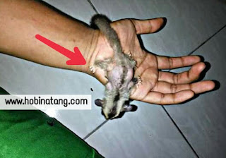  Hairloss pada sugar glider sering menjadi materi perbincangan banyak orang di grup grup me 8 Penyebab dan Cara Mengatasi Bulu Sugar Glider Rontok Hairloss