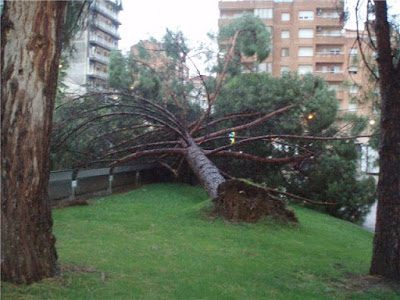 Árbol caído en Plaza España