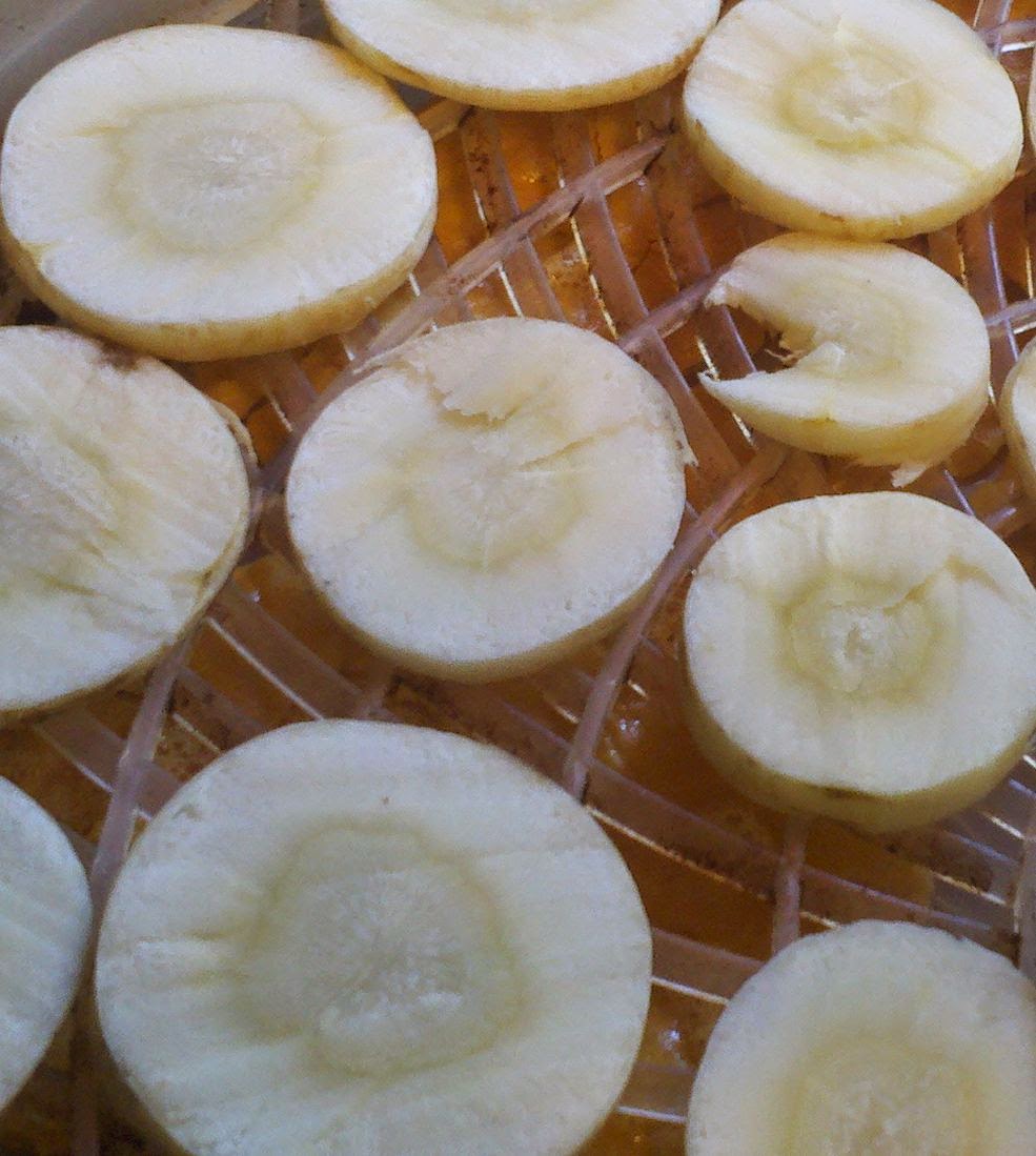 What are parsnips, how to cook parsnips, how to use parsnips, dehydrating parsnips