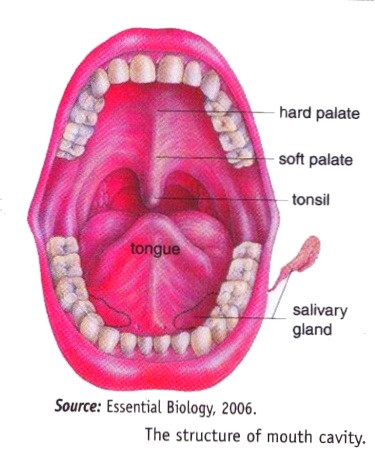 2013 Mouth, Pharymx, Throat, Stomach System In Human - New Science Biology