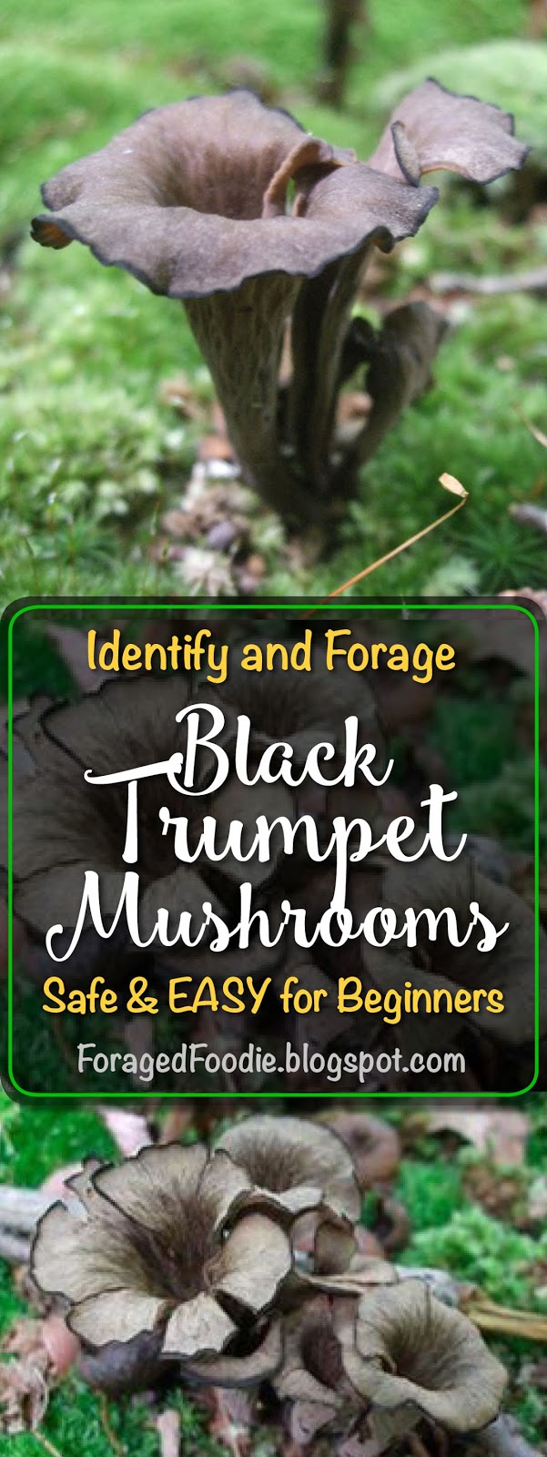 The Foraged Foodie Identifying and foraging wild black trumpet