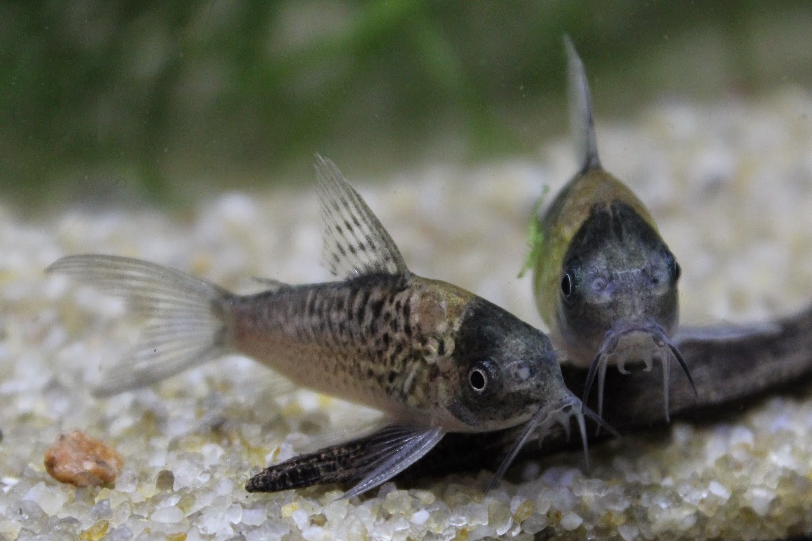 Kims Fishy World Fast Corydoras nijsseni and other new Corys!