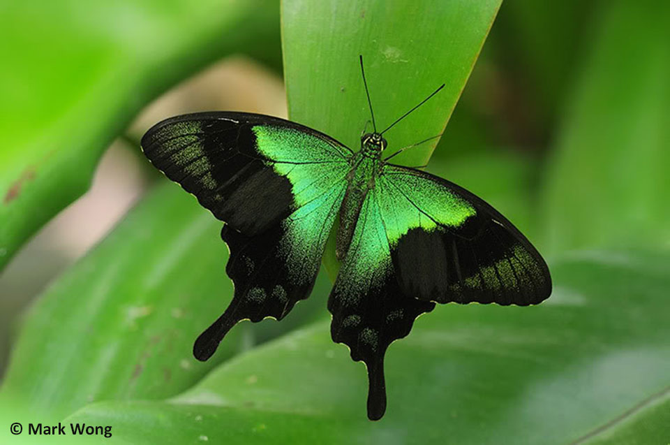 Черно зеленая бабочка. Papilio peranthus. Papilio peranthus бабочка. Papilio peranthus Adamantius. Papilio peranthus peranthus.