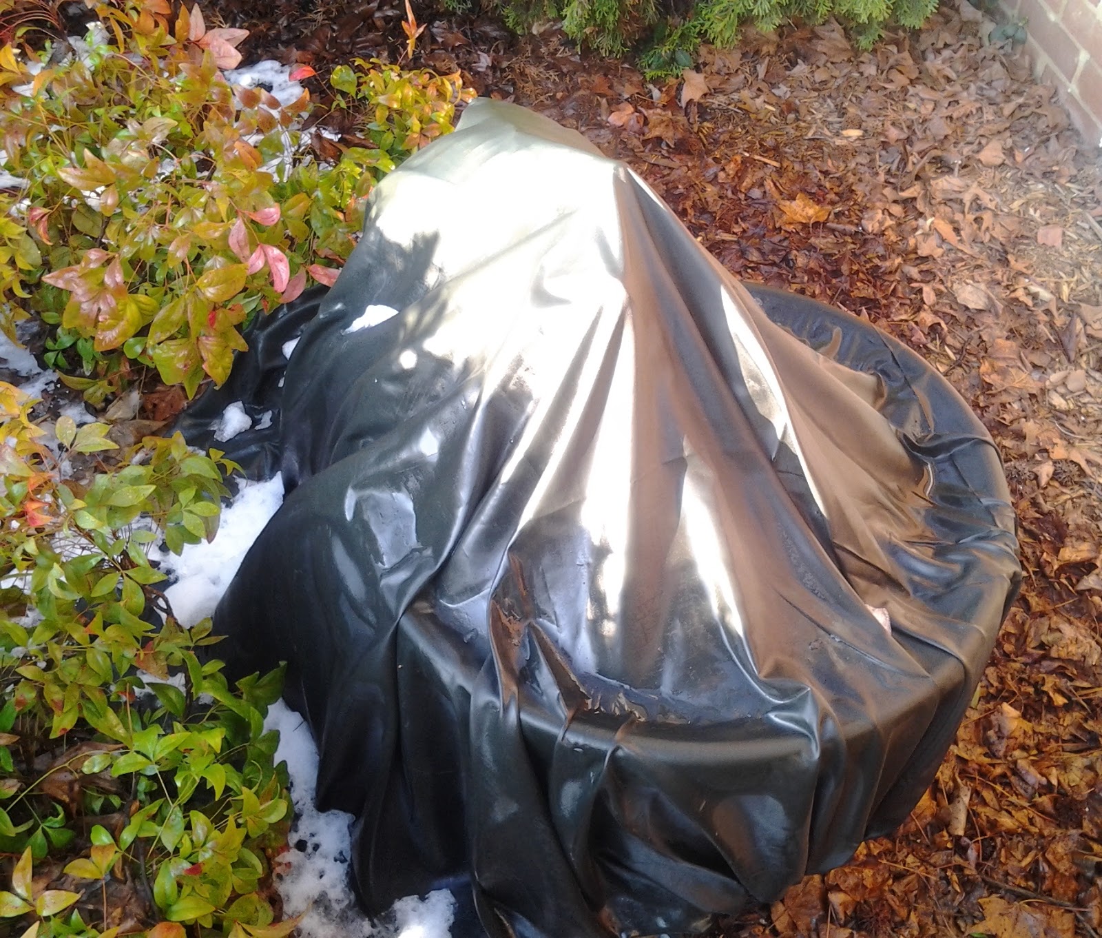 HOME FOOD GARDEN The Unveiling of the Frost Protection Bags (Part II)