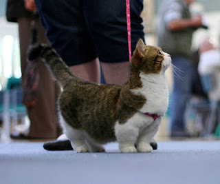 Munchkin Cat on Leash