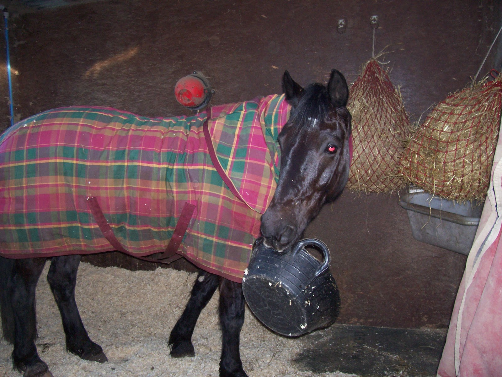 The Horse Talker Horse Rugs Are You Ready For Winter?