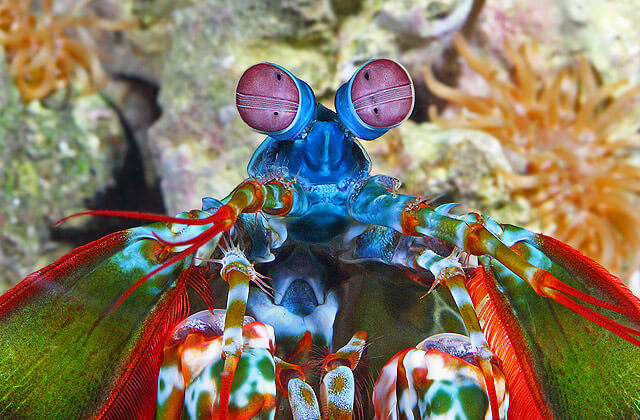 12 Mysterious But Beautiful Creatures You've Probably Never Seen - PEACOCK MANTIS SHRIMP