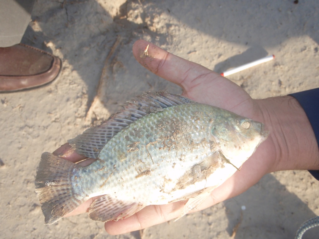 Fisheries Board:Pakistan:: Blog: Visit to Fish Farms in Punjab