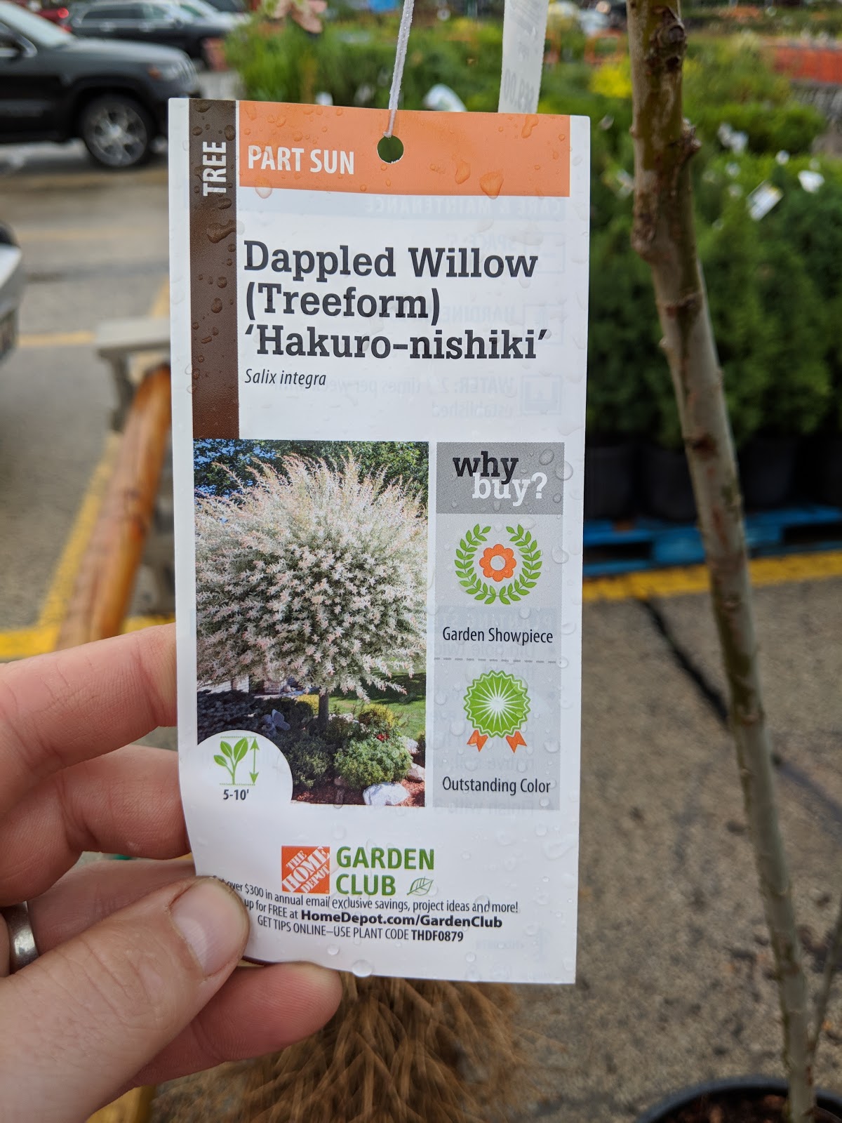 Talking To Plants Pruning The Overgrown Dappled Willow