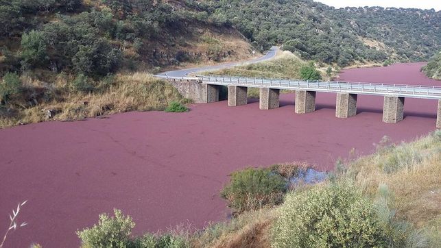 Invasión de azolla en el Almonte.