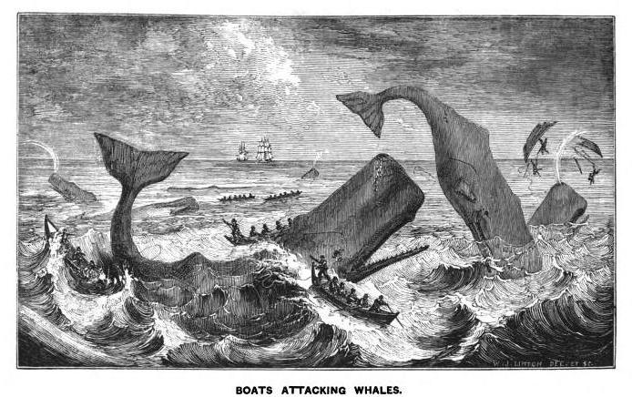 Jesse S Blog Moby Dick Ch 56 Of The Less Erroneous Pictures Of Whales And The True Pictures Of Whaling Scenes