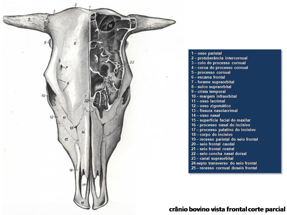 atlas] Anatomia de Bovinos - Ossos do crânio