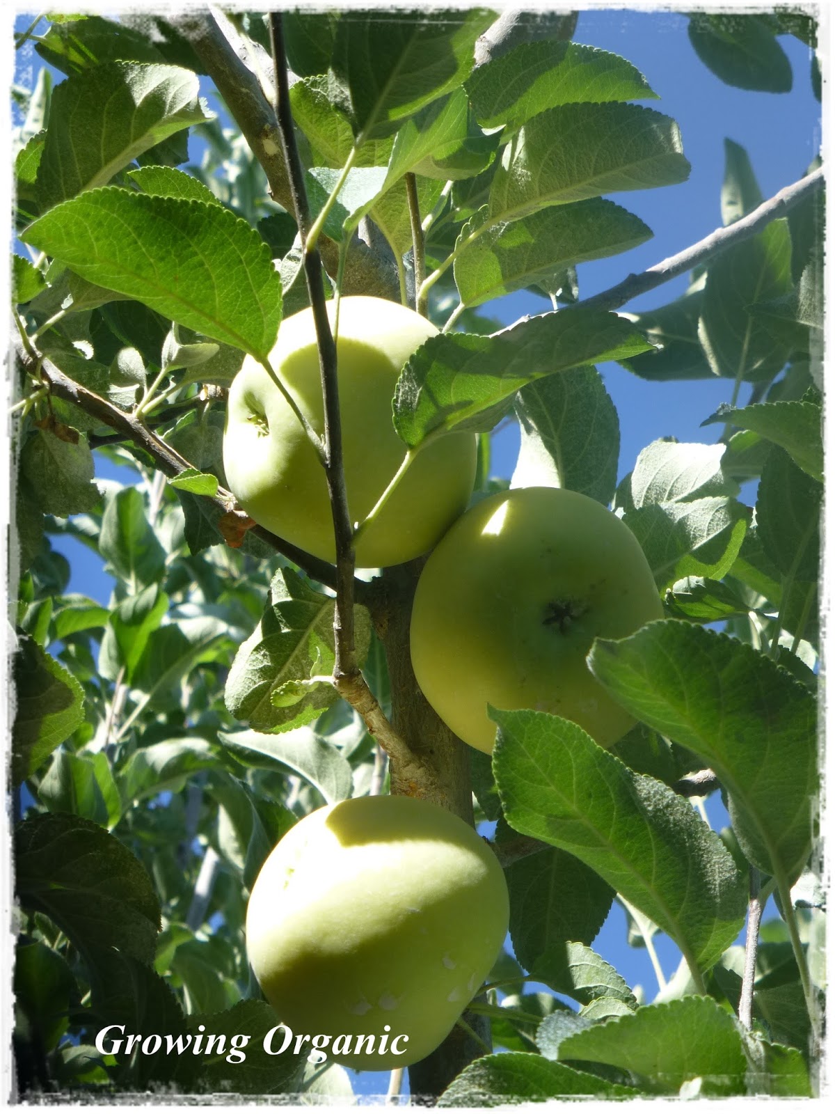 Growing Organic Pruning Apples & Pears Before and After Shots