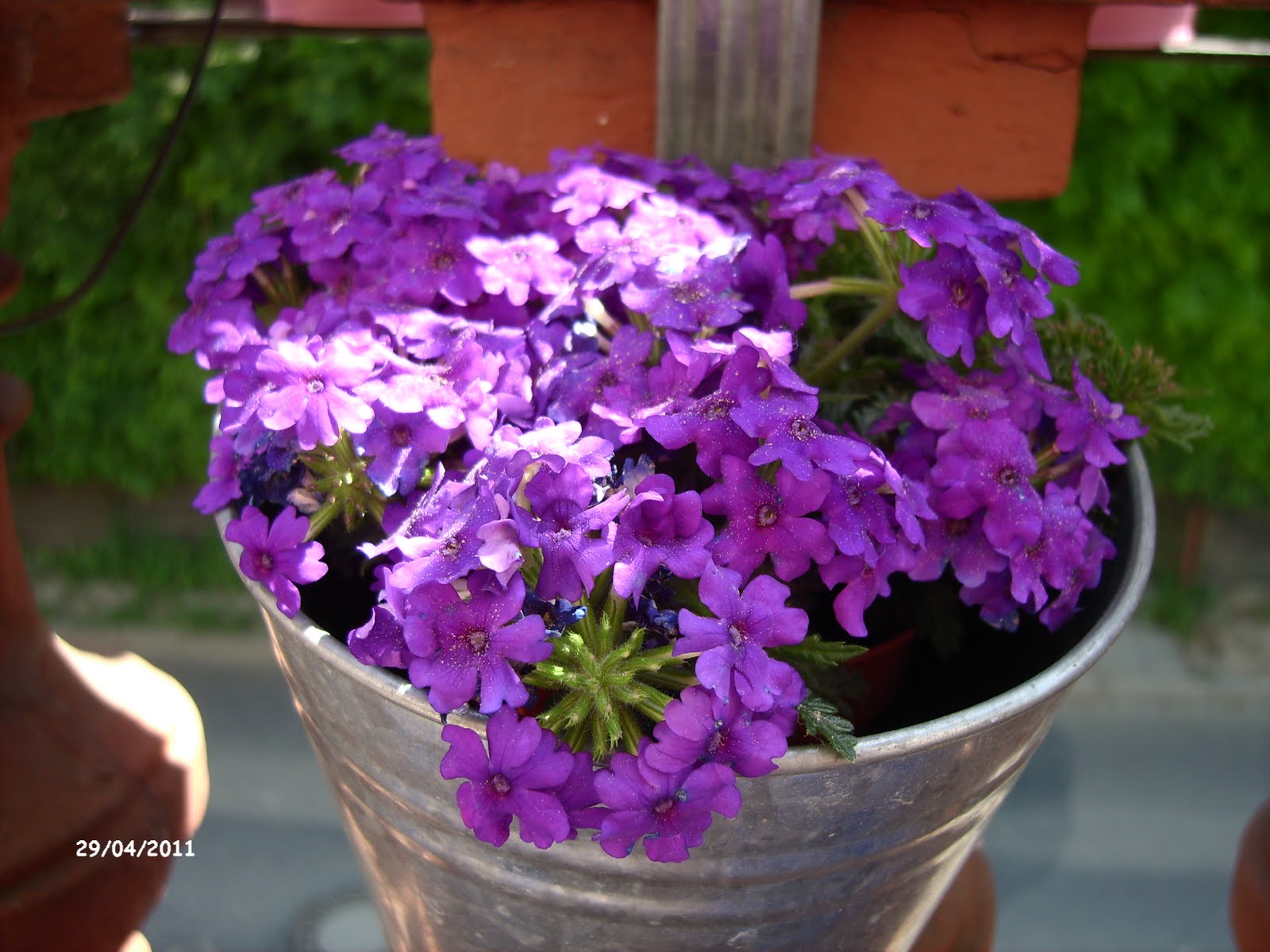 Rosenreslis Traum: Balkonien