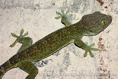 kapit tuko gecko for sale