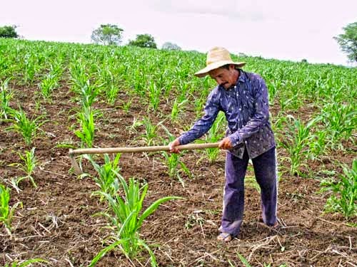 Resultado de imagem para imagens agricultores plantando