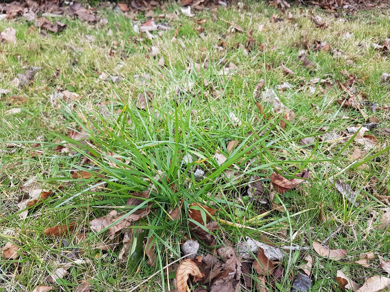 Michael Peverett Tuft hunting