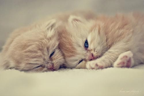 كيفية الاعتناء بالقطط الصغيرة